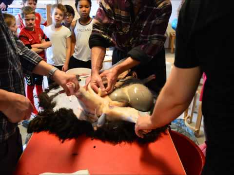 Frítíðarskúla Rapp