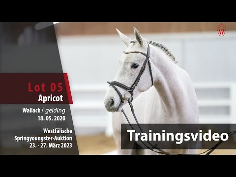 Springyoungster Auktion Training Lot 05 Apricot Wallach v.  Aviador - Candillo