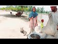 Aj mehmano kaali banaha itni garmi ma khud khana/Iman family  vilog /Village life in pakistan