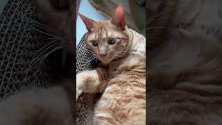 怠惰な猫