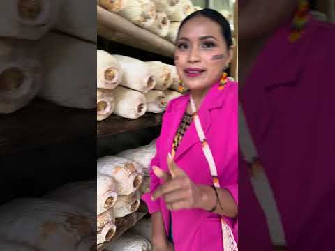 Los hongos ostras 🤩😍#tena #napo