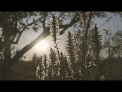 Walking On My Country - Wadak Wadak Daan