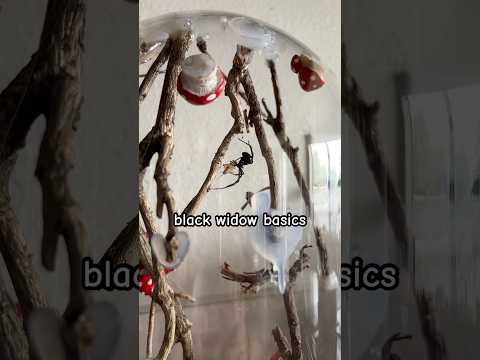 how to care for black widows / basic black widow husbandry! sorry it took so long to make this!