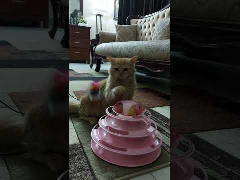 Rescued cats new home