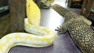 GIANT SNAKE AND HUGE LIZARD LOOSE IN THE REPTILE ZOO!! | BRIAN BARCZYK