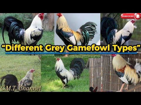 Gray Hatch Rooster