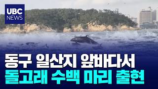 동구 일산지 앞바다서 돌고래 수백 마리 출현 │ UBC 뉴스