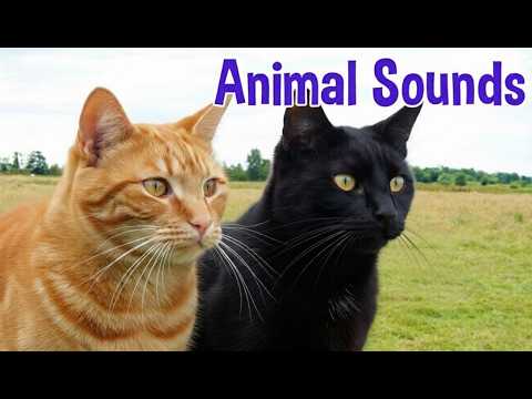 80+ Animal Sounds for Kids | Wild, Farm, Pet & Bird Sounds Learning Video #animalsounds