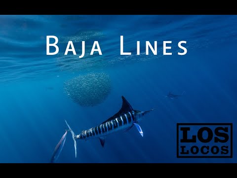 Baja Lines | Los Locos Fishing