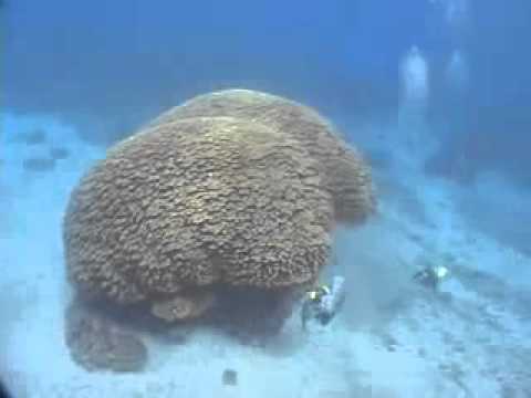 Osterinseln, Hanga Roa Reef - Rapa Nui,Chile