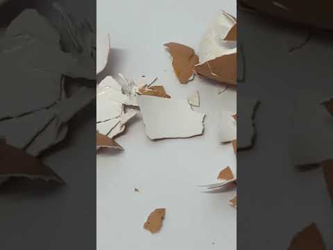 Most Gardeners Use Eggshells WRONG