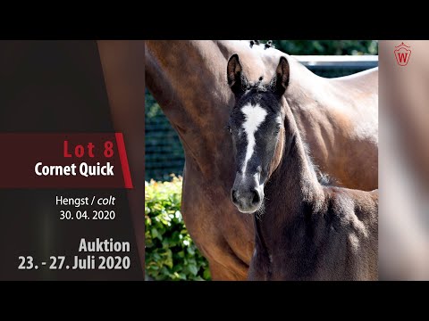 Westf. Online Auktion 23. - 27. Juli: Lot 8 Cornet Quick Hengst v. Cornet Obolenksy - Quick Star