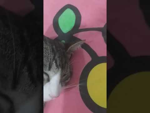 #elsagatuber Cómo responder se Qué hacer con el ladrón sapo Pepe