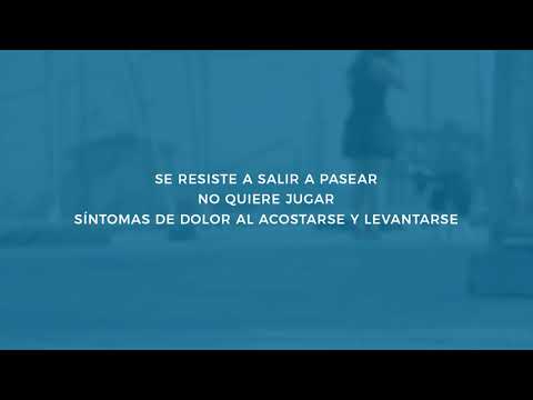 Dieta MV Articular Perros