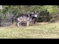 Detroit Zoo Part 3