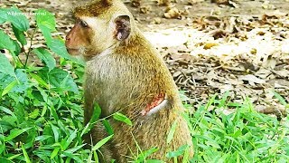 Poor Female Monkey Look So Better Right Now But She Still Pain