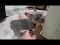French Bulldog dogs for sale: Karl - Video 1