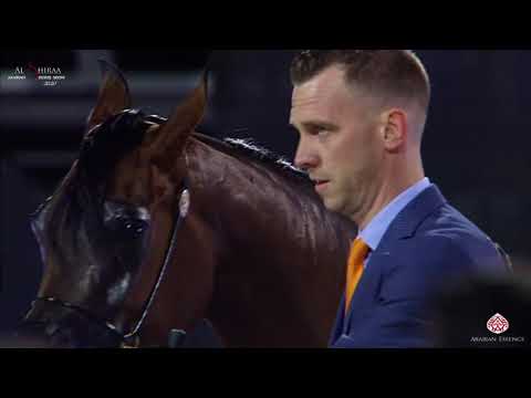 N 110 MAI AL HAWAJER   Al Shiraa International Arabian Horse Show 2020