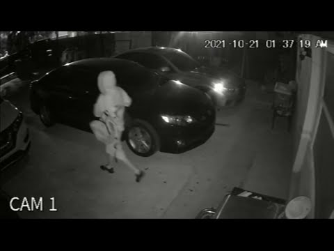 Videos show teenage boy stealing Miami neighbor’s puppy, 2 cars