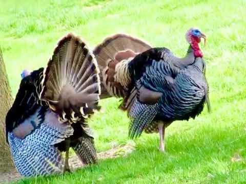 Let’s talk about Turkey beards!!!