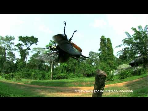 甲虫の飛び方