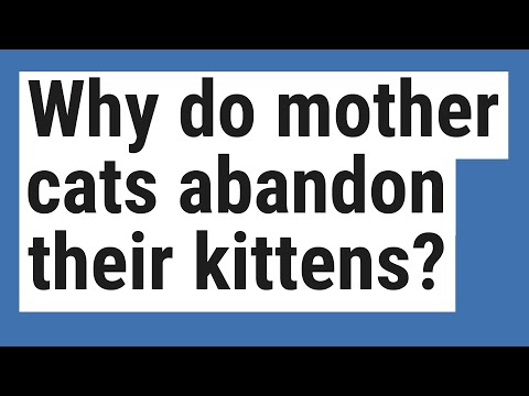 Why do mother cats abandon their kittens?