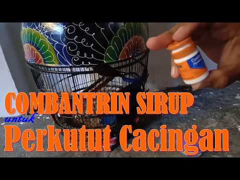 download lagu mp3 mp4 Combantrin Cair Untuk Burung, download lagu Combantrin Cair Untuk Burung gratis, unduh video klip Combantrin Cair Untuk Burung