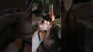 I love choco the macho chihuahua