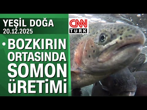 The story of salmon production in the middle of the steppe - Green Nature, Saturday, December 20,...