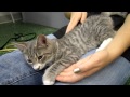 Jacob 4 Month Old Gray Tabby Male Kitten Peninsula Humane Foundation PetCo