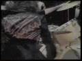 Royal Gigolos - Black Betty