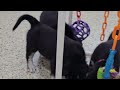 Goberian dogs for sale: Davinci - Video 1
