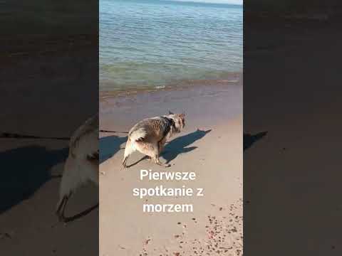 pies z agresją lękową i pierwszy kontakt z morzem