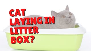 Why Do Cats Sleep In The Litter Box? | Two Crazy Cat Ladies