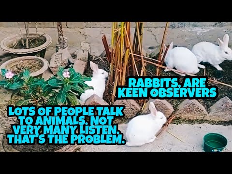 RABBITS are keen observers.