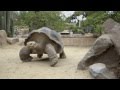 100 Year Old Galapagos Tortoise Gets New Gig At Toledo Zoo