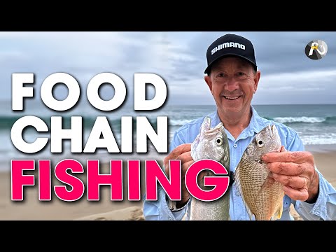 Beach Fishing the Food Chain: BREAM, WHITING, TAILOR, SALMON +++