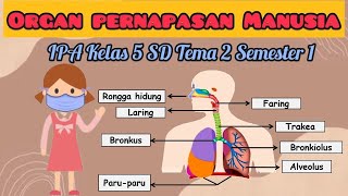 Download lagu Organ Pernapasan pada Manusia | Sistem Pernapasan Manusia IPA Kelas 5 SD | Tema 2 | Semester 1 mp3 Download lagu Organ Pernapasan pada Manusia | Sistem Pernapasan Manusia IPA Kelas 5 SD | Tema 2 | Semester 1 mp3