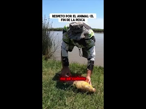 ¿Pescar y liberar? Descubre la verdad sobre las carpas del Río Baradero.