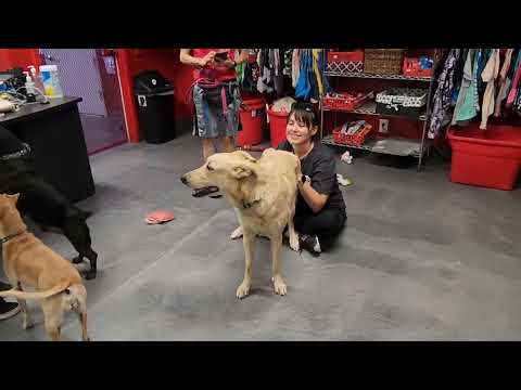 COACH, an adoptable Labrador Retriever & German Shepherd Dog Mix in Phoenix, AZ_image-1