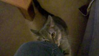 Crazy cat reaction to angry cat video