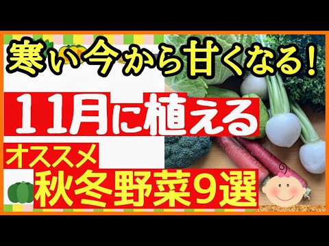 11月に植える木