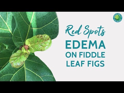 image-Why does my fiddle leaf have red veins?