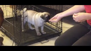 8 Week Old Puppy -Crate Training (GIZMO the Pug)