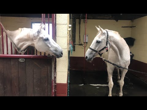 The last BBC Grand National Neptune Collonges Racing Legend.