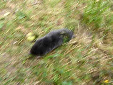 Vakond a gyakorlatban / Mole LIVE!