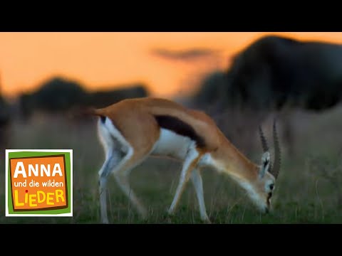 Die schnelle Gazelle | Kinderlied mit Tieren | Anna und die wilden Lieder