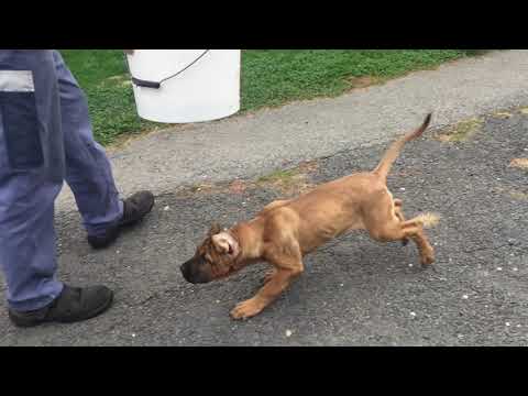 Tosa Inu puppy for sale
