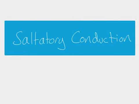 A2 Biology - Saltatory conduction