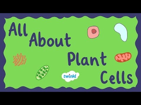 All About Plant Cells for Kids | Middle School Science | Twinkl USA